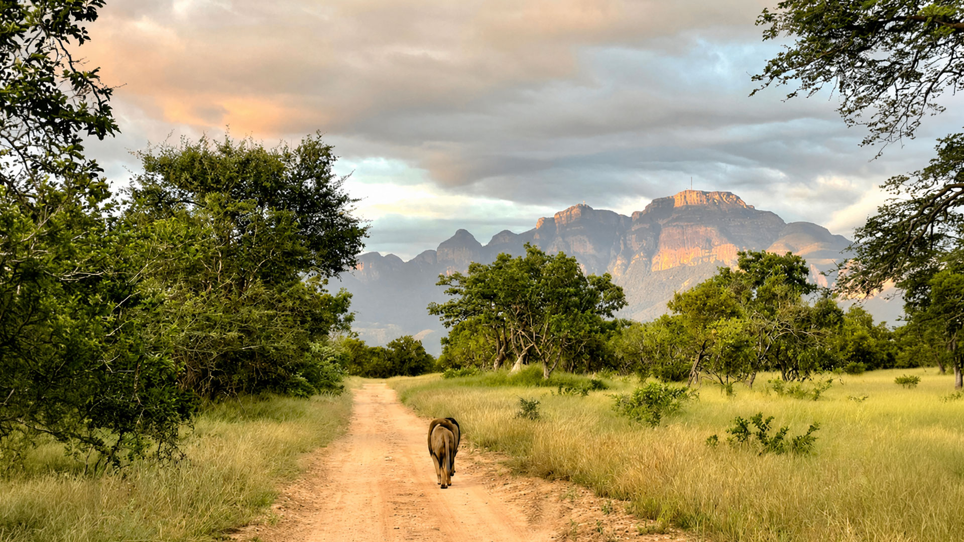 Safari Rules exploring safari investment, operations, guiding, wildlife and long-term business value across Africa